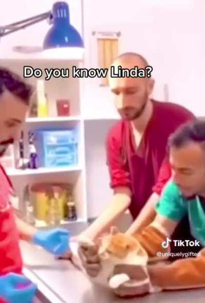 You got the wrong cat