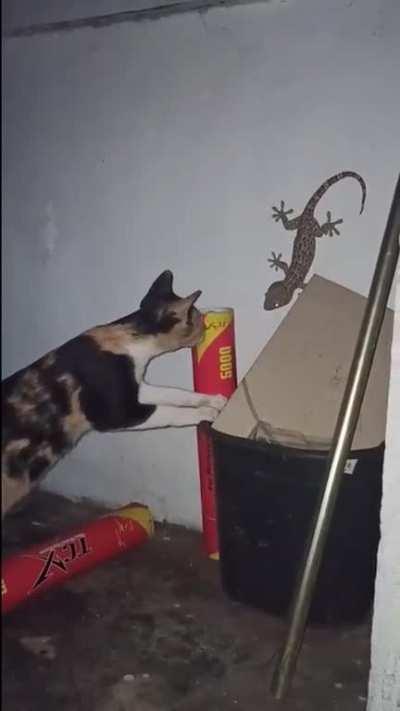 Curiosity killed the...