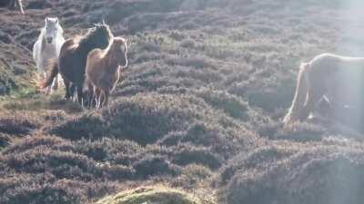 Was out for an anniversary walk with the missus when these wild Welsh beasts showed up.