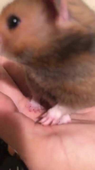 the form and balance on this guy 💕 (his name is Choco)