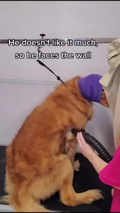 We all love weird Hank