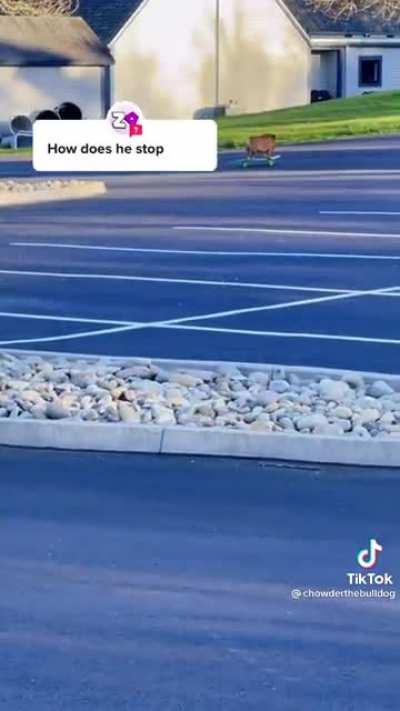 Dogs can ride skateboards