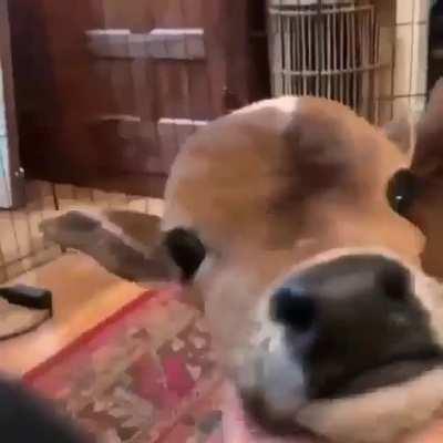 Scratching under the chin