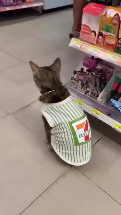 Selalu ada kucing jaga kedai. 