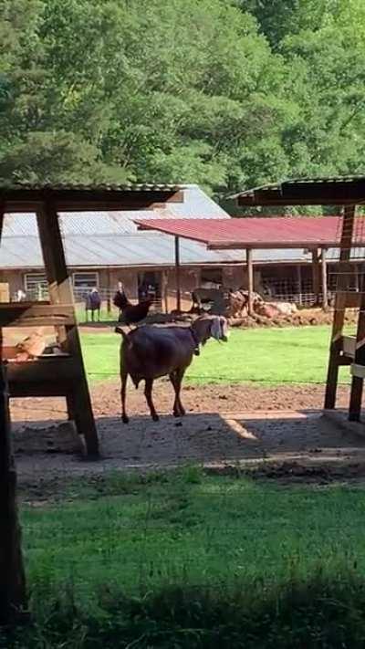 Rooster needed a ride