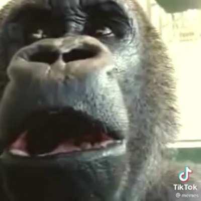 Monk violence IS real