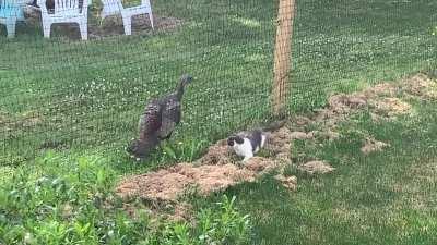 She was too focused on finding the perfect pee spot to notice the turkey