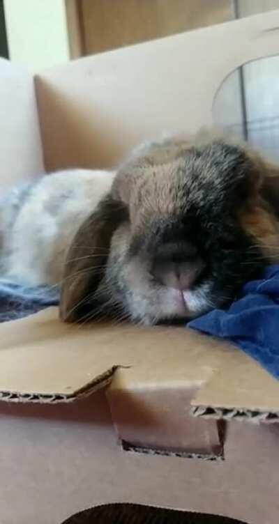 Nosenosenosenosenosenose