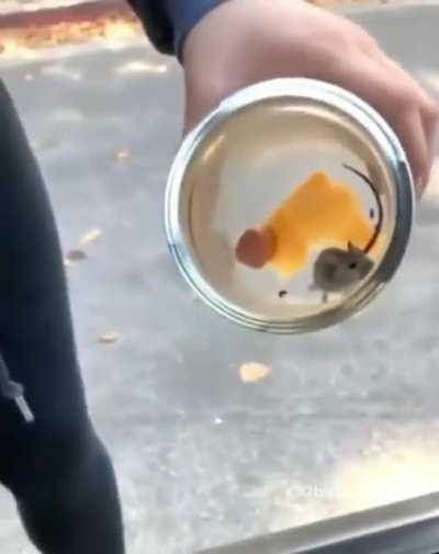 Just a little mouse....