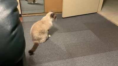 Luna telling me it’s time to get up and make my supper. So she can mooch, of course.