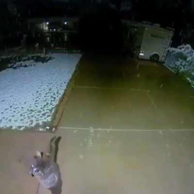 Baby bear catching snowflakes