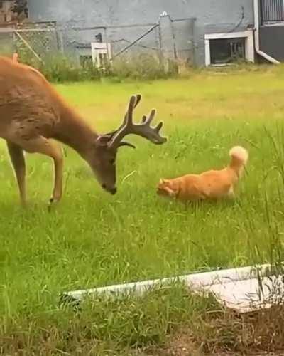 🔥 A curious buck checking out a cat 🔥
