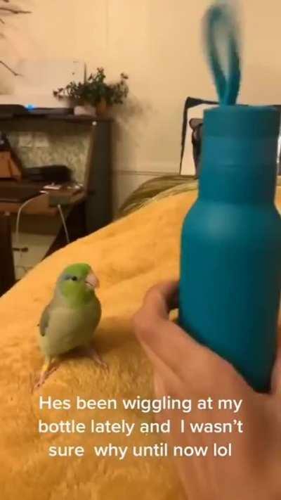 The way this birb communicates with his owner
