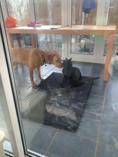 The most gentle of cat slaps.