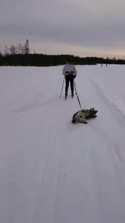 Весёлый пёсель