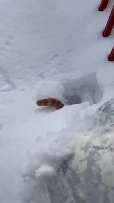 Chonker takes a header into the Snow