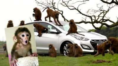 Mods are sleep, return to monke