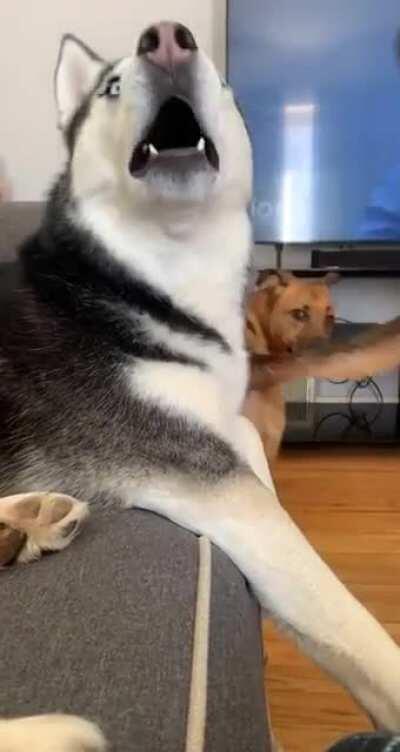 Koda is in rare form today