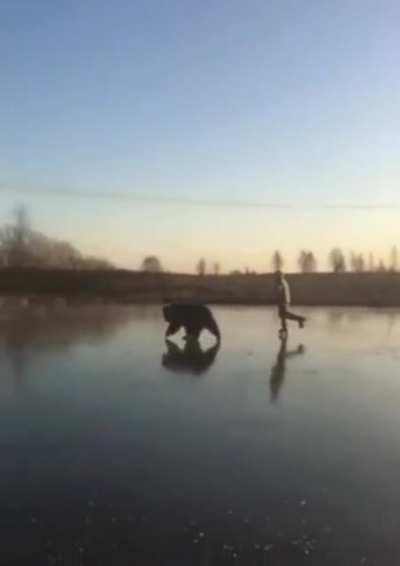 skating with bear