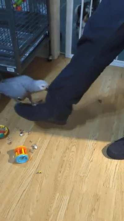 Remember my rescue CAG that wouldn't interact with anyone? This is him now. He's doing amazingly.