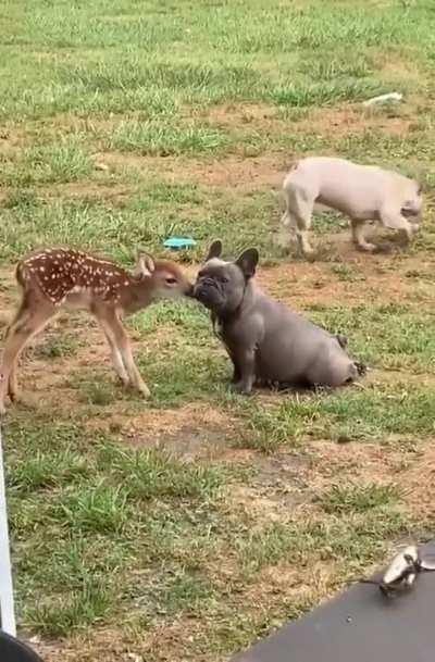 Doggo has found an unusual love..