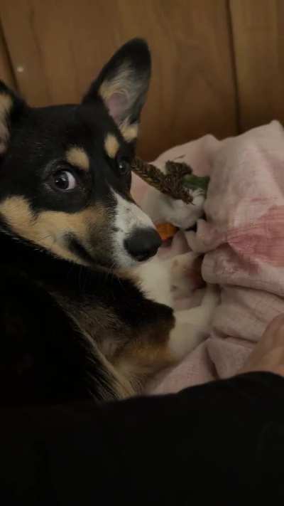 Daphne has no regrets to chewing on the duvet cover.