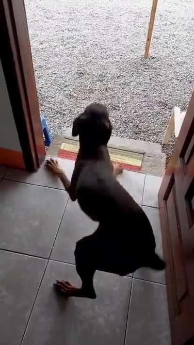 You want to see my dancy dance