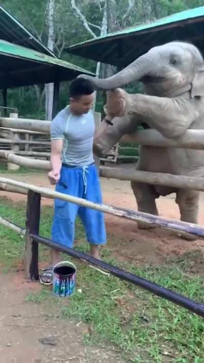 Baby Elephant pokes a guy attention.