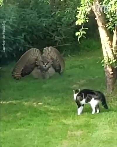 🔥Owl warning cat to keep away