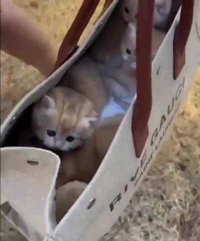 A bag full of sweets