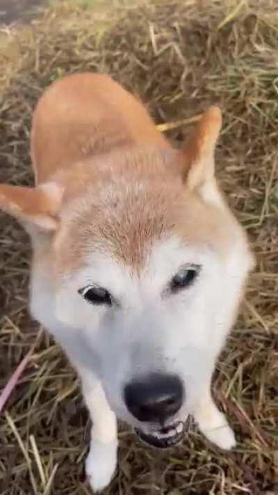 Kabosu, or as she is better known as Doge, turned 16 yesterday. She is doing well and still enjoying life. But it shouldn't take long before it goes from us, since shibas actually only get until 15 ...