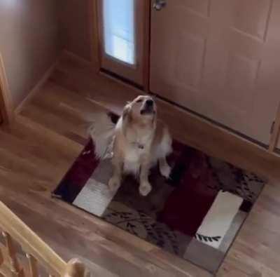 Dog thought he was home alone 