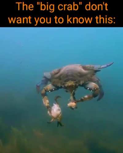 Daily (possibly reposted) shitpost #627