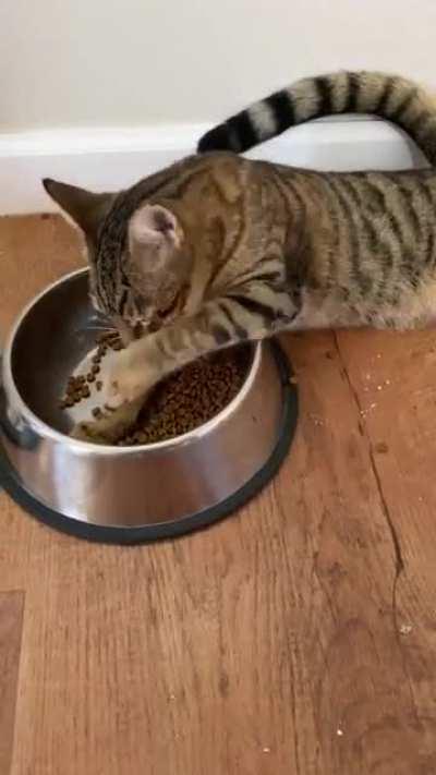 Jelly is a messy eater... and he knows it!