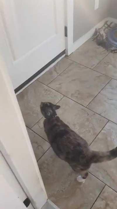 Begging to go outside so that she can beg to come back inside