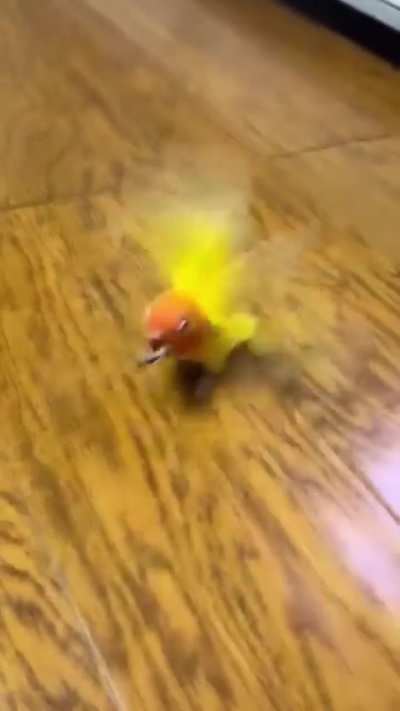 Parrot's Pre-Flight Check