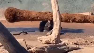 Tank pupper plays with his stick