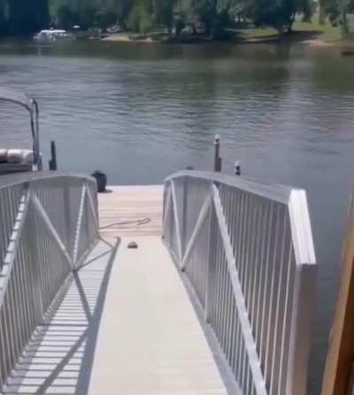 Woah! Is that a turtle's full speed?