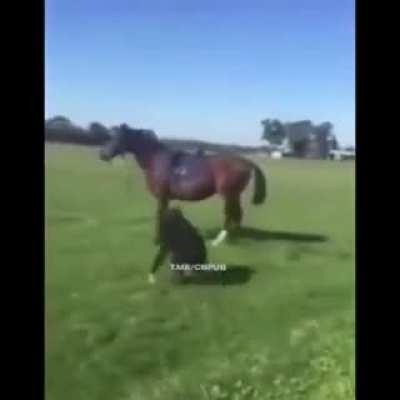 The unspoken bond between horse and rider