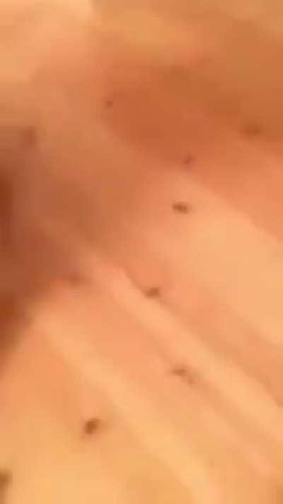 Sliding the cat love it