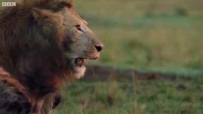 And here he comes again and again❤️