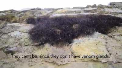 The HIVE(Hair of Arachnus)