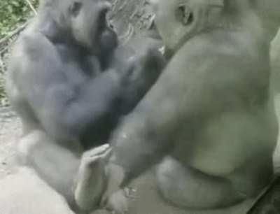 Gorillas messing with each other in a very human-like way