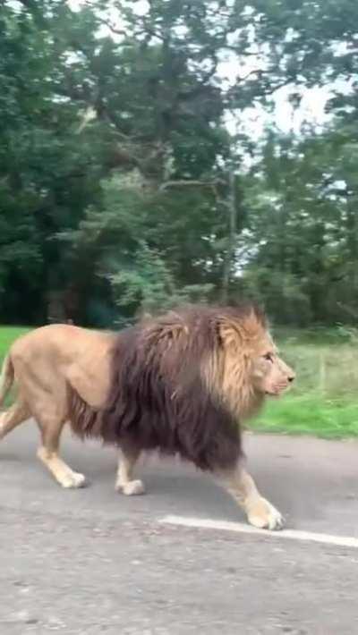 Magnificent lion making his way along a road