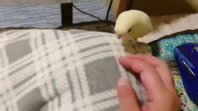 pOOr BaNAnA tUmBLes OfF sIdE oF ClIFf