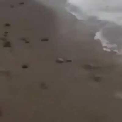 Dogs + beach - child = shcncnlrrup