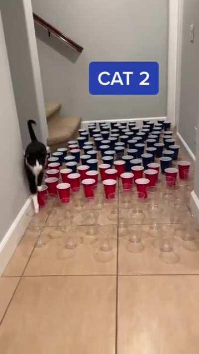 To be a graceful cat