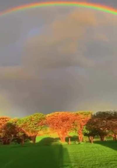 LOVE this nature clip 🌳🌈😍