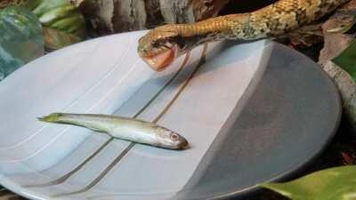 Tempest the false water cobra got a little feast today. Tilapia, chicken heart, salmon and a silverside fish. Then she tried to eat me through the door 🙄
