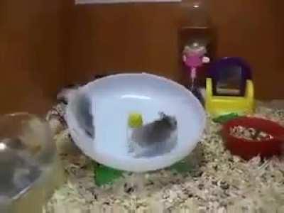 Hamster